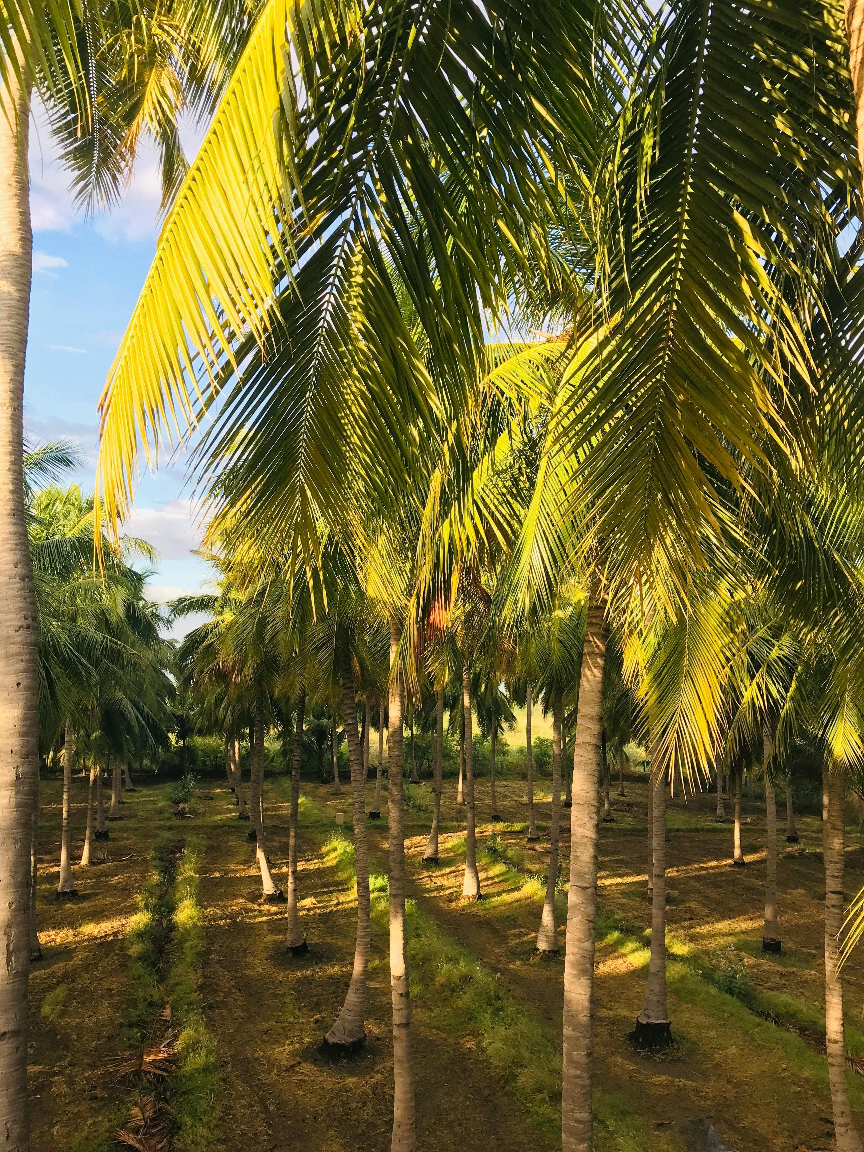Premium coconut plantation in India for agricultural export